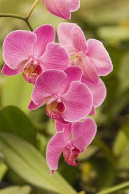 Cesta Planta Haití, Cesta de Plantas, Plantas de Decoración, Plantas para Regalar, Floristería de Sevilla, Comprar Flores Online