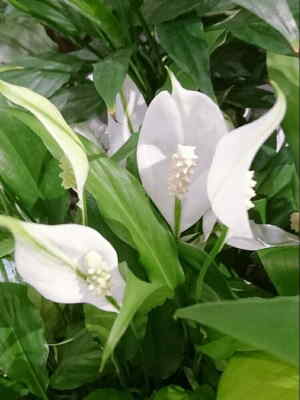 Cesta Planta Haití, Cesta de Plantas, Plantas de Decoración, Plantas para Regalar, Floristería de Sevilla, Comprar Flores Online