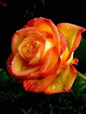 Ramo Flores Luxemburgo, Flores para Regalar, Floristería de Sevilla, Entregas de Ramos de Flores, Floristas Profesionales