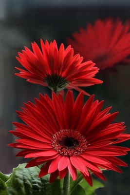 Centro Flores Rabat, Centro de Flores para Regalar, Floristería Online, Envíos Urgentes, Centro de Flores de Regalo, Floristería Macarena
