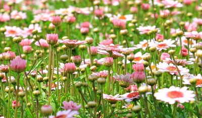 Ramo Flores Suiza, Flores para Sevilla, Floristería Online, Arreglos Florales, Ramos de Flores Elegantes, Floristería Macarena