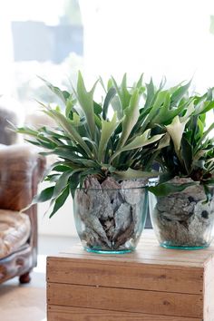 Cesta Planta Haití, Cesta de Plantas, Plantas de Decoración, Plantas para Regalar, Floristería de Sevilla, Comprar Flores Online