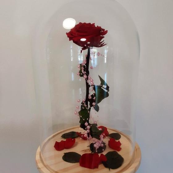 Rosa Eterna Premium